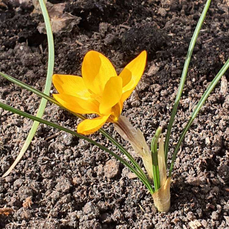 Plant image Crocus angustifolius  syn. Crocus susianus, Crocus susianus 'Cloth of Gold'