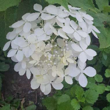 Hydrangea 'Limelight'