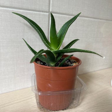 Aloe Vera