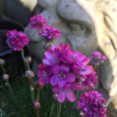 Thrift 'Splendens'