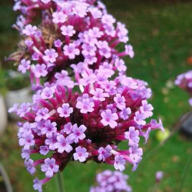 Purple Top Vervain