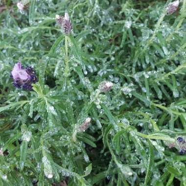 Lavendar 'Felicia'