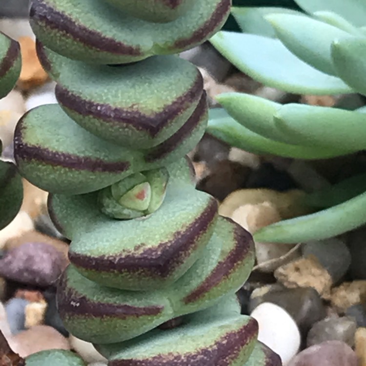 Plant image Crassula Baby's Necklace 