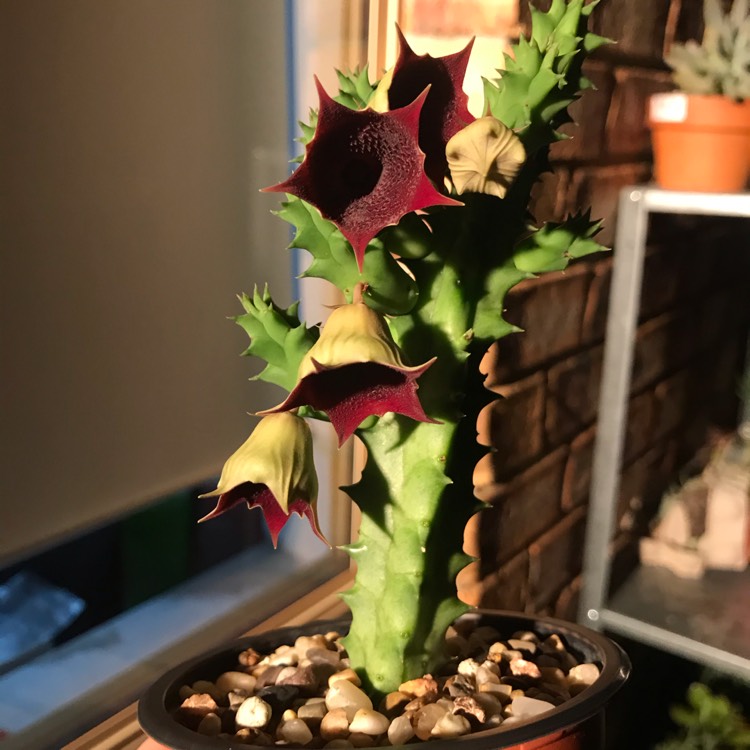 Plant image Huernia keniensis