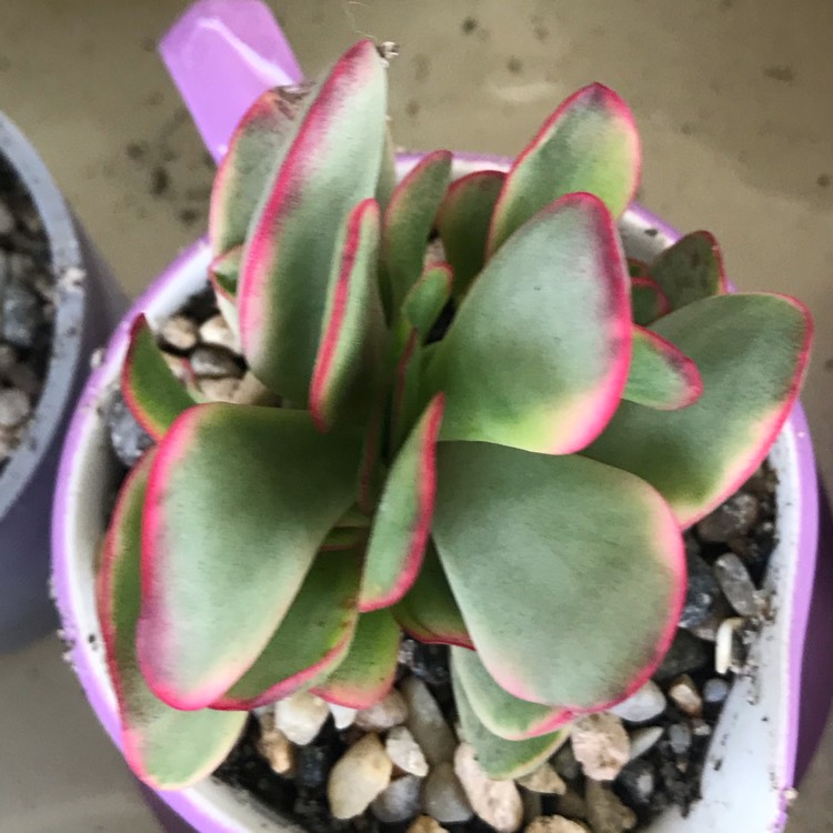 Plant image Crassula platyphylla variegated