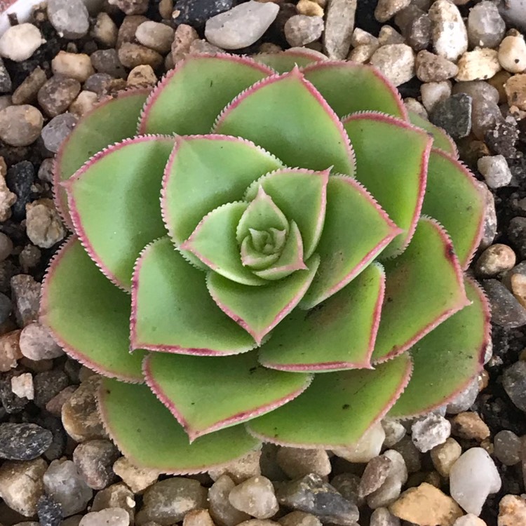 Plant image Aeonium Canariense var. Subplanum