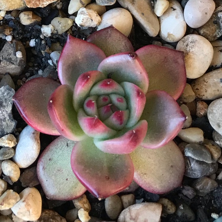 Plant image Echeveria Agavoides Amestro