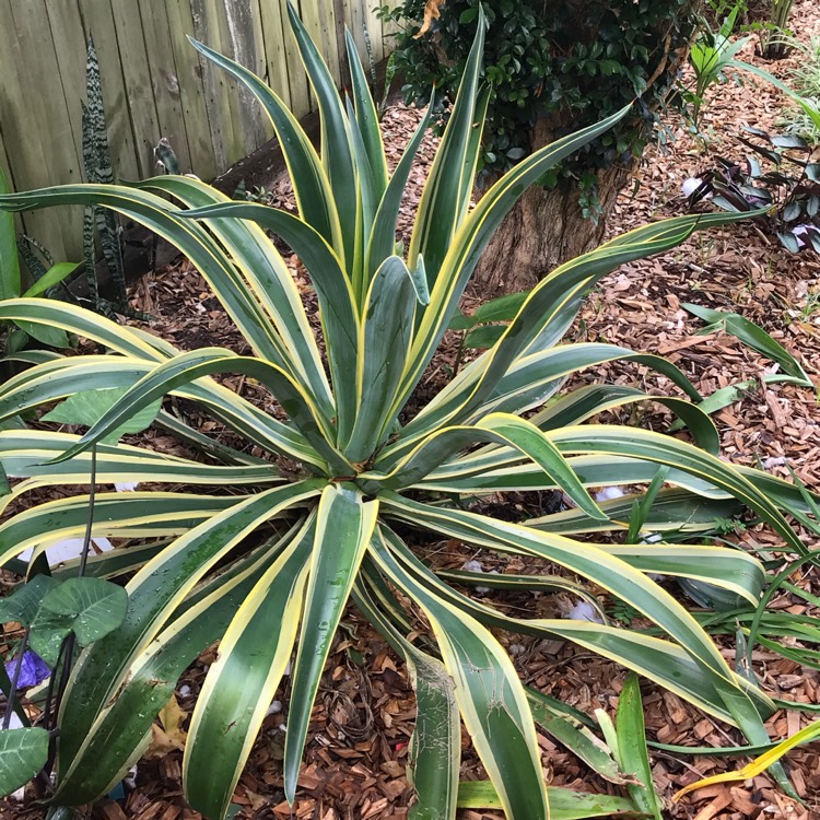 Plant image Agave Desmentiana Bright Edge