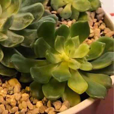 Echeveria Ron Evans