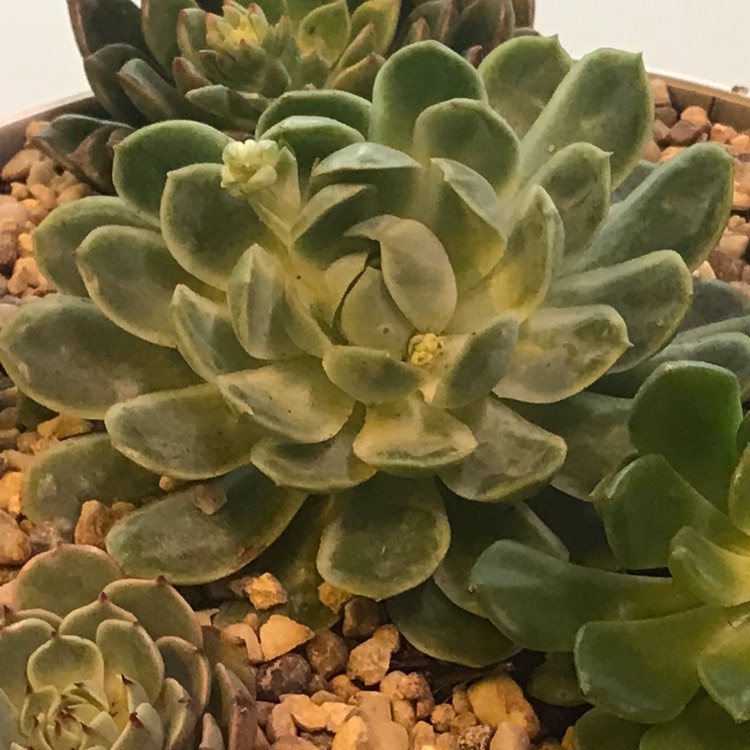 Plant image Echeveria Acacia Ponds