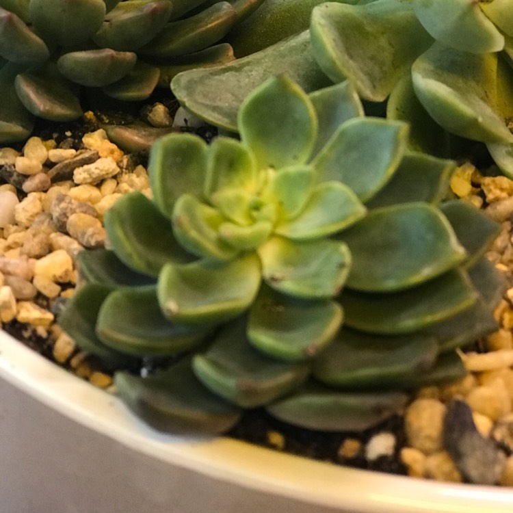 Plant image Echeveria Gusto