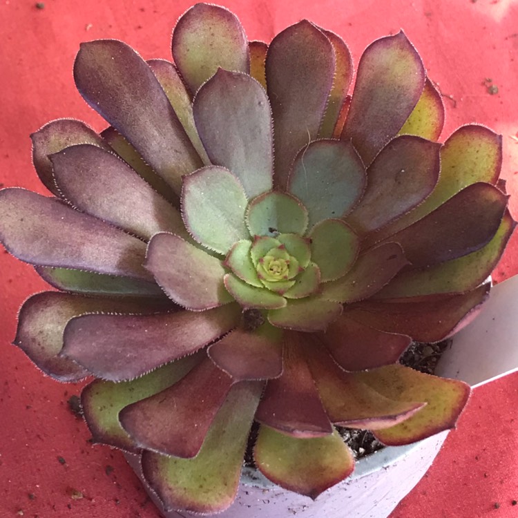 Plant image Aeonium Short Black