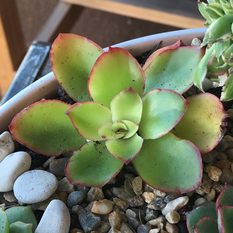 Plant image Echeveria Candy