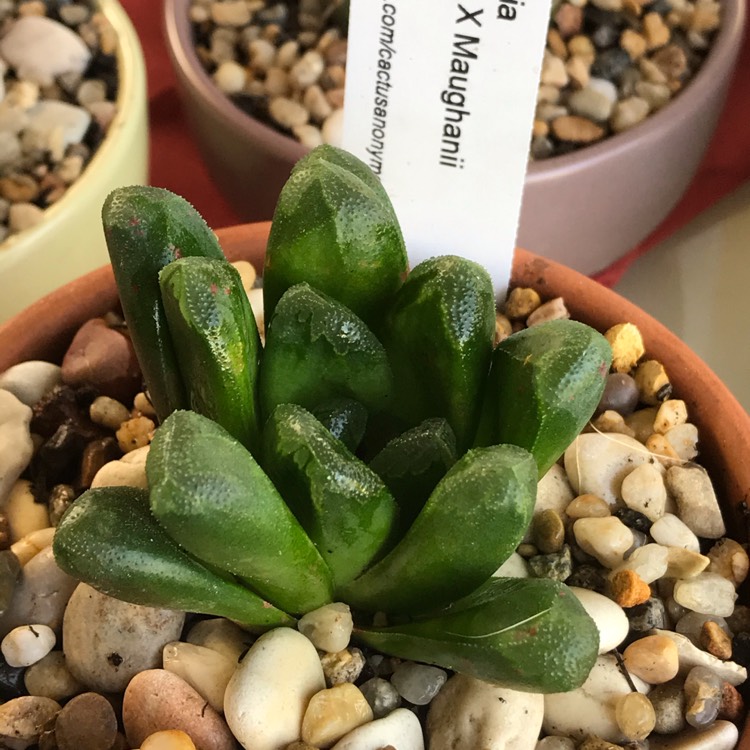 Plant image Haworthia truncata hybrid maughanii