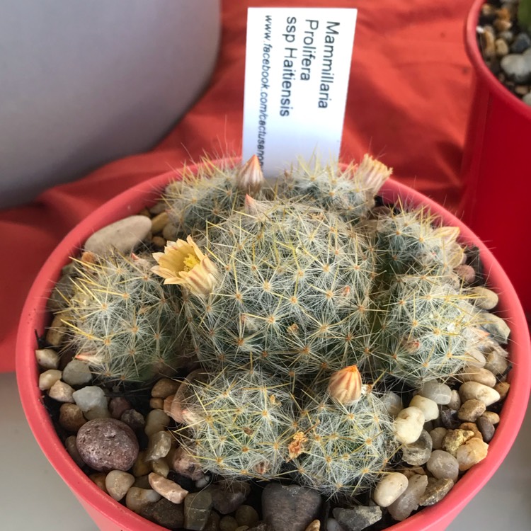 Plant image Mammillaria prolifera Ssp haitiensis