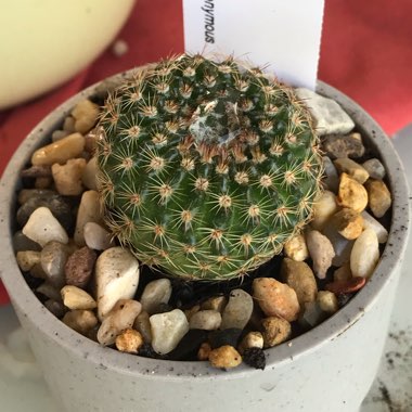 Parodia  syn. Notocactus