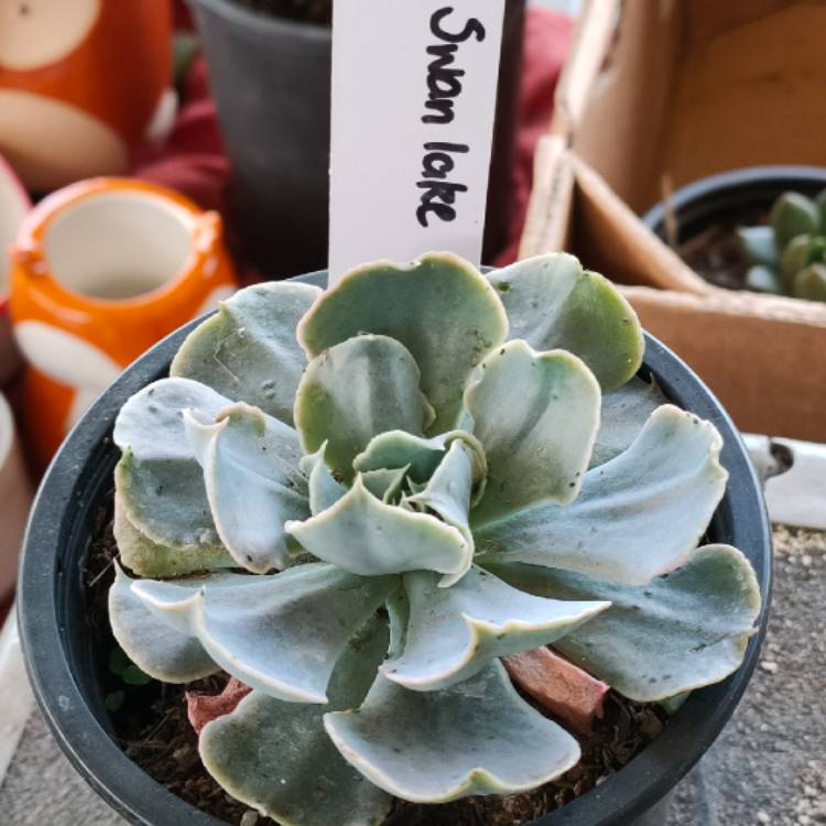 Plant image Echeveria Doppler