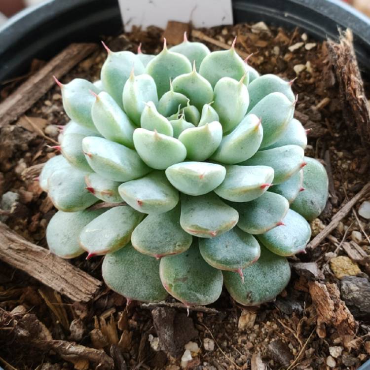 Plant image Echeveria Vincent Catto