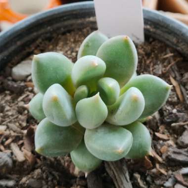 Pachyveria 'Rough'