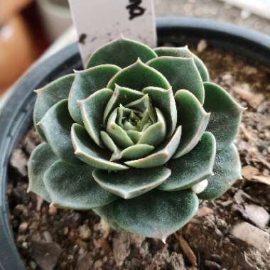 Echeveria 'Longissima'