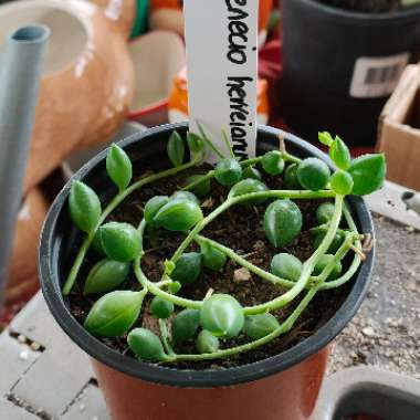 String Of Watermelons, String of Beads