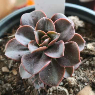 Echeveria 'Melaco'