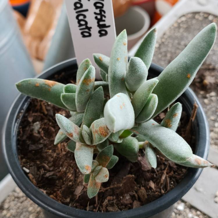 Plant image Crassula Falcata