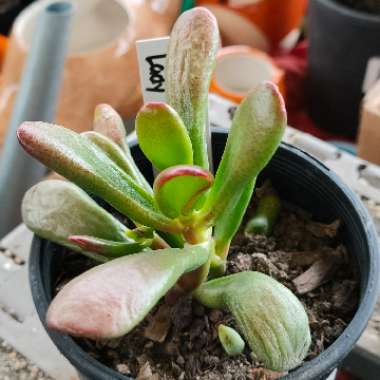 Crassula Ladies Fingers