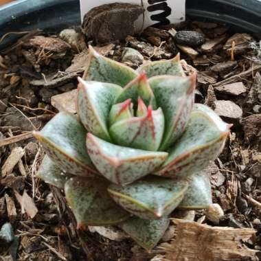 Echeveria 'Purpusorum'