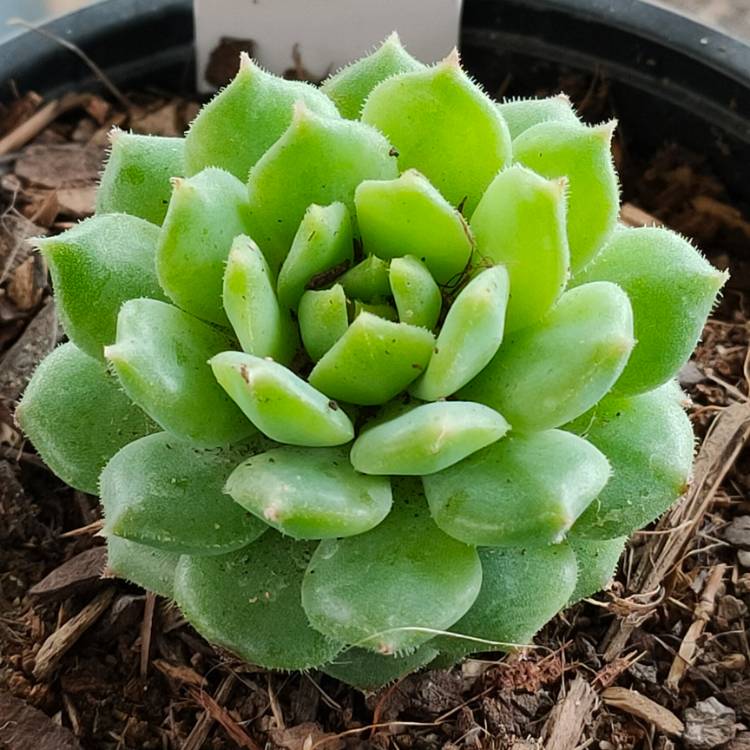 Plant image Echeveria Dondo