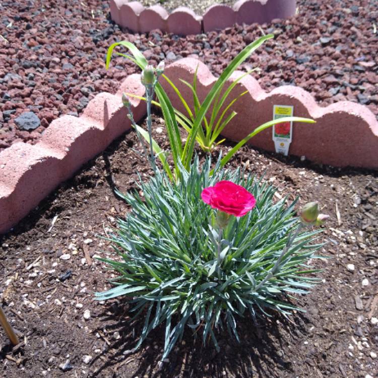 Plant image Dianthus 'Passion'