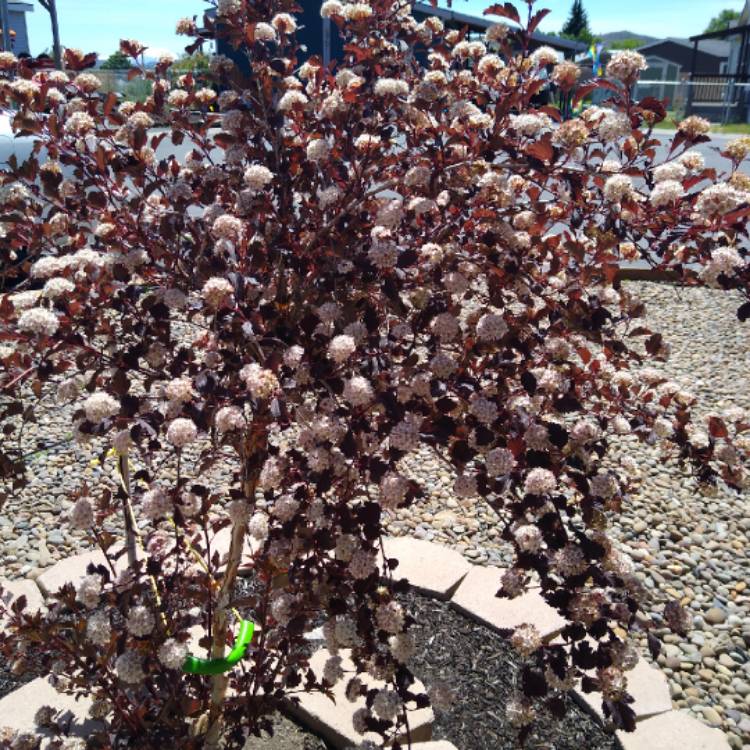 Plant image Physocarpus opulifolius 'Seward' syn. Physocarpus opulifolius 'Summer Wine'