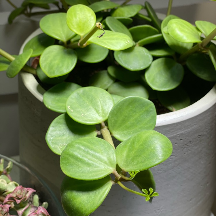 Plant image Peperomia deppeana x quadrifolia 'Hope' syn. Peperomia Tetraphylla 'Hope'