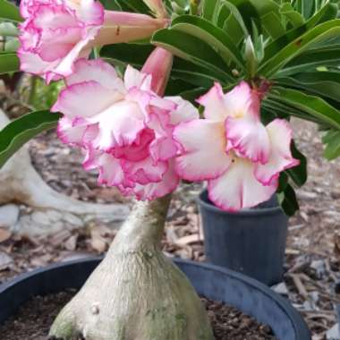 Desert Rose 'Milk Shake'