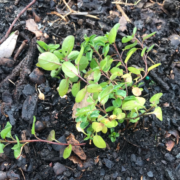 Plant image Convolvulus sabatius syn.Convolvulus mauritanicus