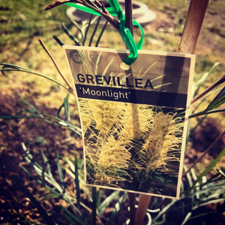 Plant image Grevillea 'Moonlight'