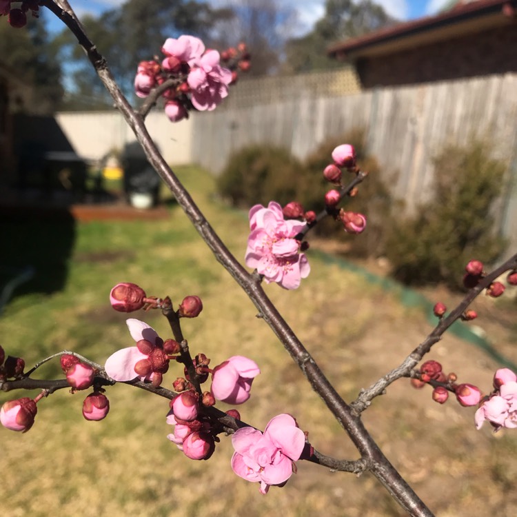 Plant image Prunus x blireana