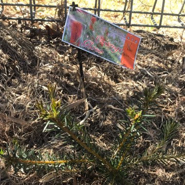 Banksia Ericifolia