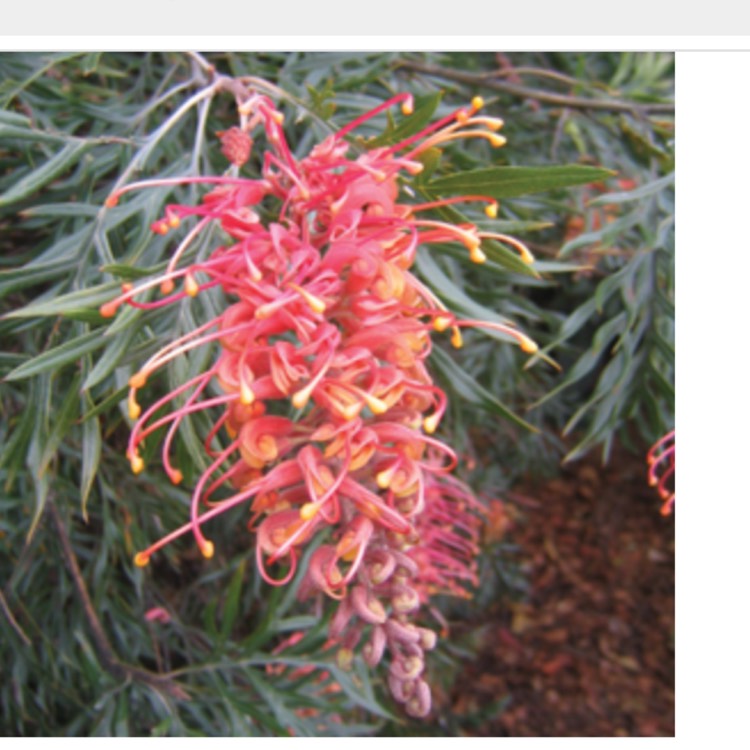 Plant image Grevillea 'Superb'