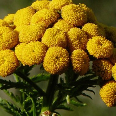 Tanacetum Vulgare