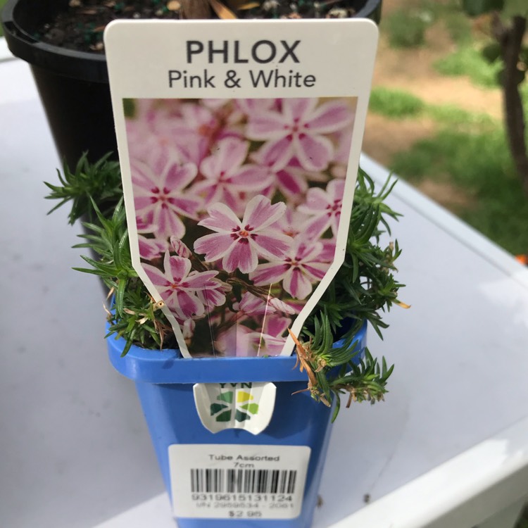 Plant image Phlox maculata 'Natascha'