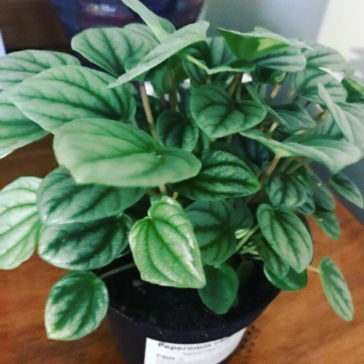 Plant image Peperomia caperata 'Emerald Ripple'