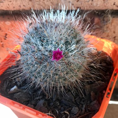 Mammillaria hahniana