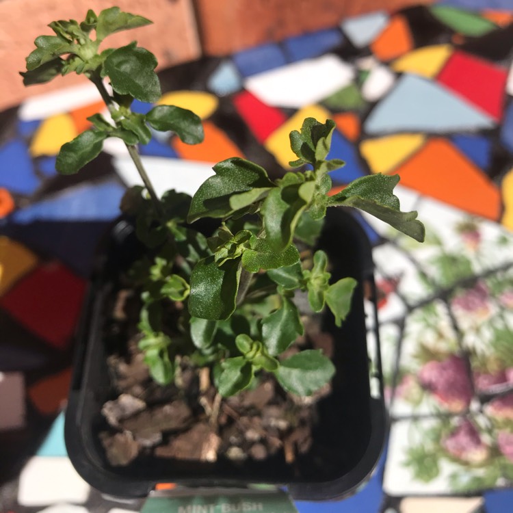 Plant image Prostanthera ovalifolia