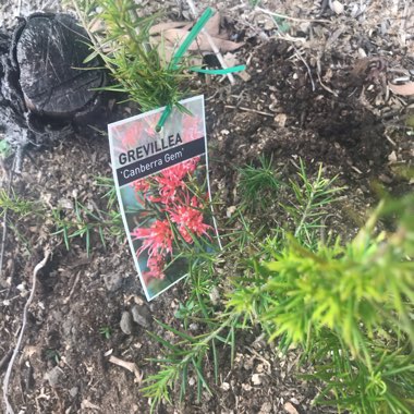 Grevillea Juniperina x rosmarinifolia 'Canberra Gem'