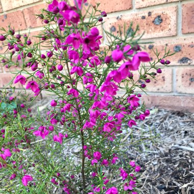 Boronia heterophylla x Boronia pulchella 'Magenta Stars'