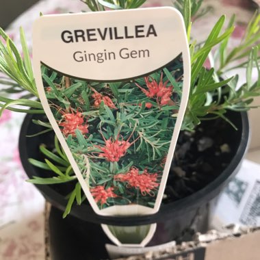 Grevillea Obtusifolia