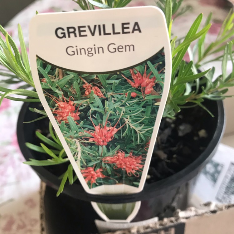 Plant image Grevillea Obtusifolia