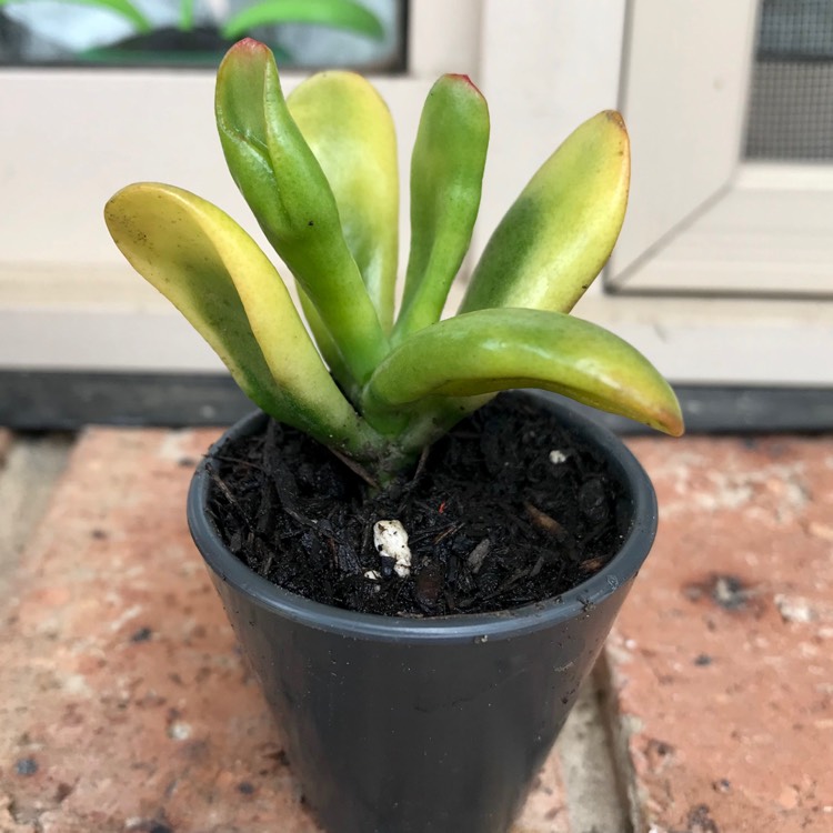 Plant image Crassula Ovata Gollum Variegata