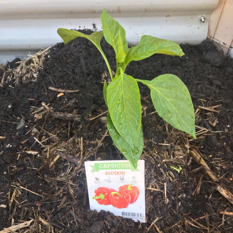 Plant image Capsicum 'Redskin'